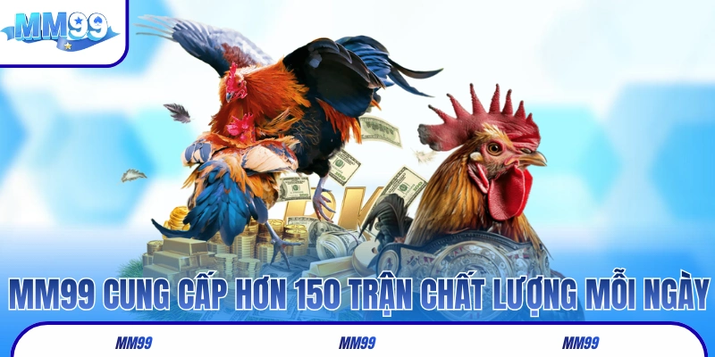 Đá gà MM99 cung cấp hơn 150 trận chất lượng mỗi ngày