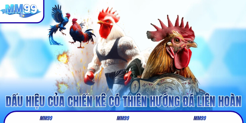 Các dấu hiệu của chiến kê có thiên hướng đá liên hoàn